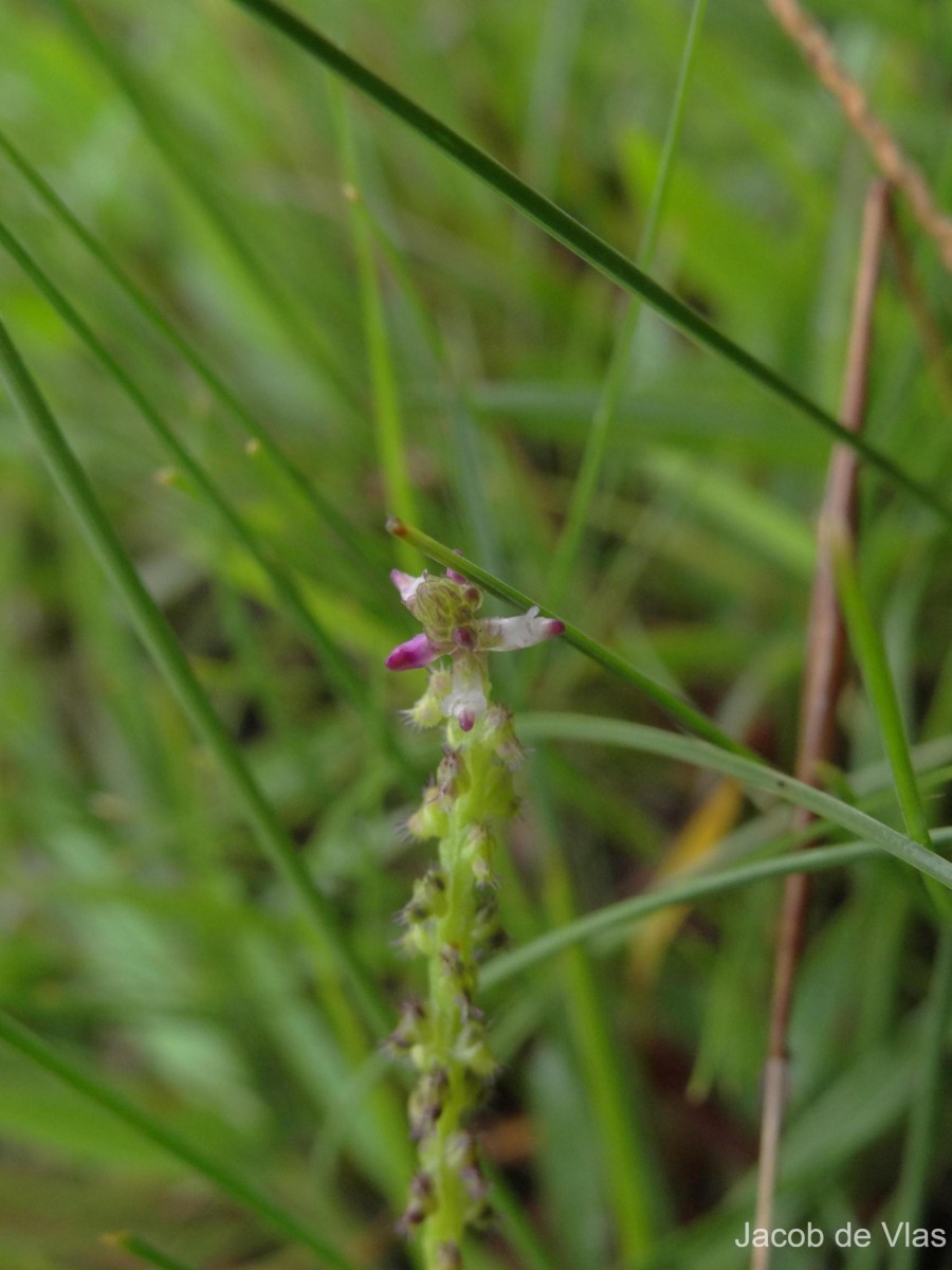 Salomonia ciliata (L.) DC.